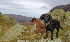 Dog Friendly Lake District Cottages Bring Your Dog For Free